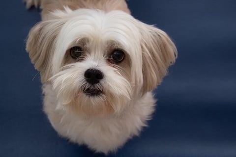 raça Lhasa Apso