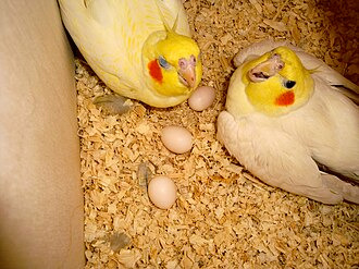 ovo calopsita