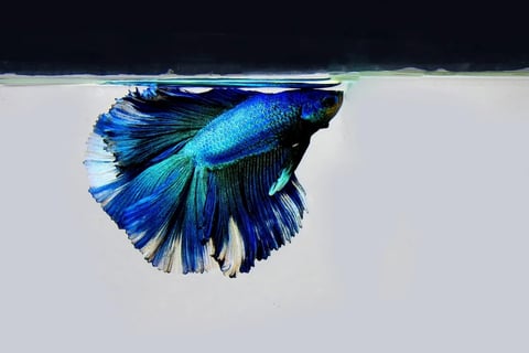 peixe betta respirando