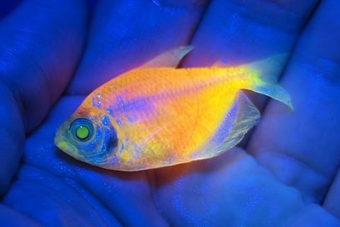 peixe geneticamente modificado