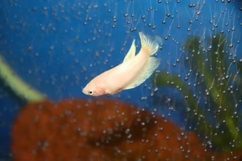 Peixe betta fêmea