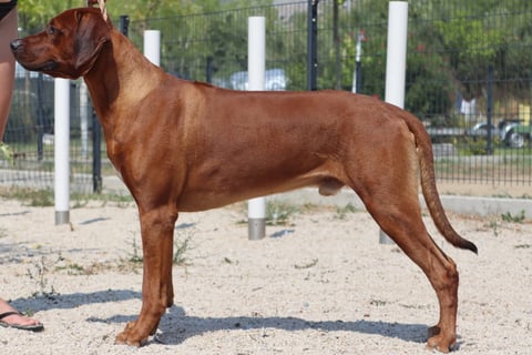 a dogue de bordeaux dogue de bordeaux, france