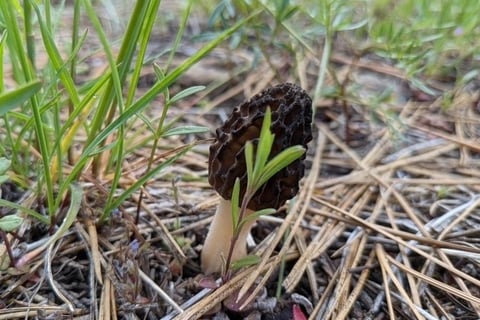 Morel mushroom in grass and duff