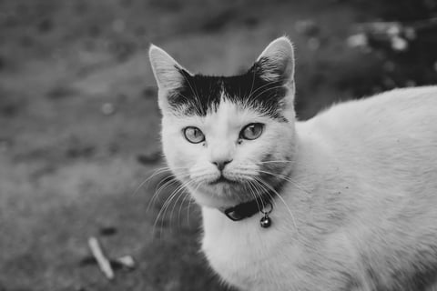 White cat with black mark on the head and a jingle bell