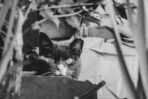 a grey cat with a piercing gaze stares into the camera from behind a planter