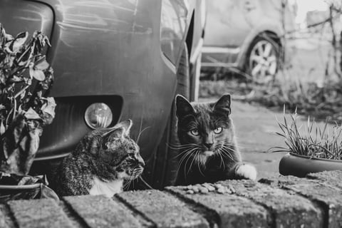 a tabby cat and a grey male cat sit behind a low brick wall, tabby looks at the grey cat, the grey looks at you