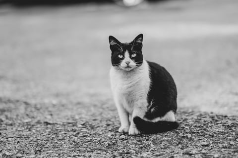 an elegant black-and-white tuxedo cat looks into the camera while sitting at a car park, blurred background