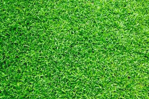 artificial grass