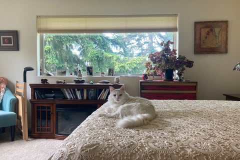 my cat