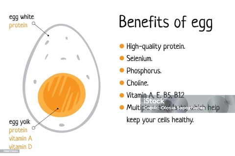 a diagram of a healthy egg egg on a white background
