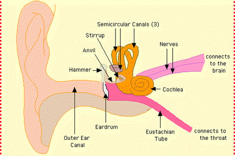 Normal ear physiology