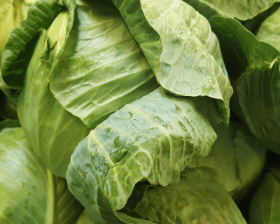 multiple green cabbage heads