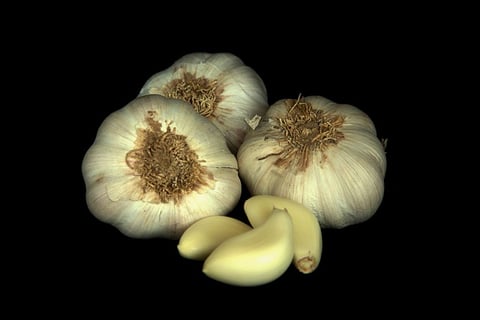 garlic bulbs and cloves in dark background