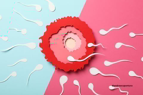 óvulo espermatozoides fecundação fertilidade masculina e feminina