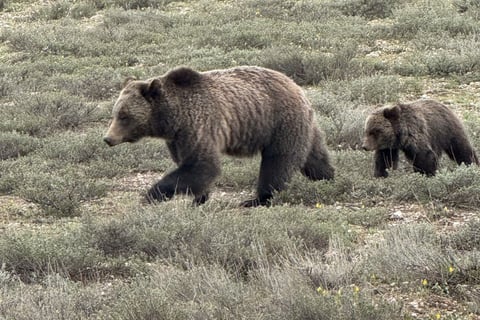 Mama Bear and Cub