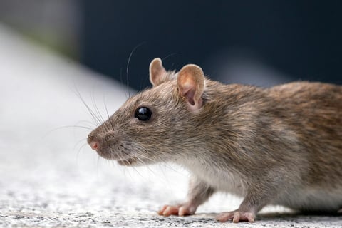 rat