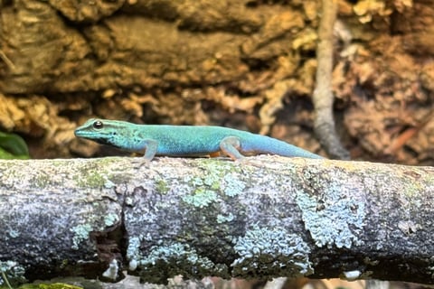 Turquoise Lineage male – Bright Aqua Blue with Golden Underside
