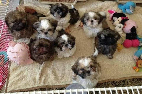Purebred Shih Tzu puppies for sale USA