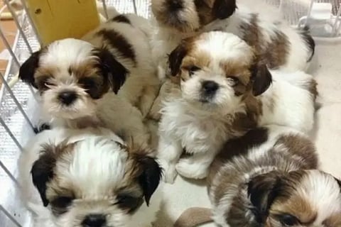 Teacup Shih Tzu for Sale