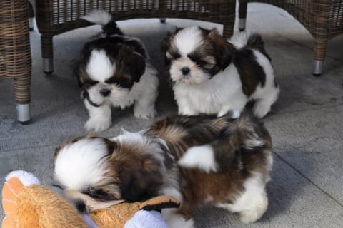 Cheap Shih Tzu puppies for sale