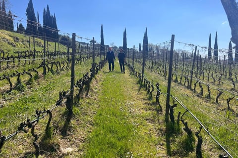 grapevines at villa la ripa winery in tuscany