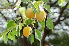 Marula Oil for Cosmetic Shop UK
