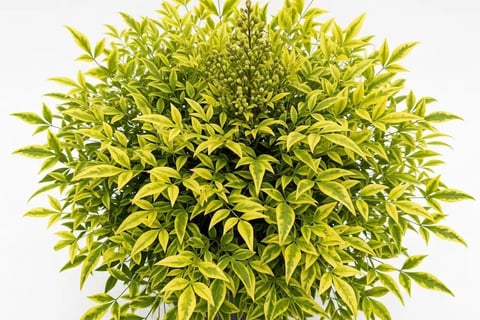 Espectaculares tonos limón de la Nandina Lemon