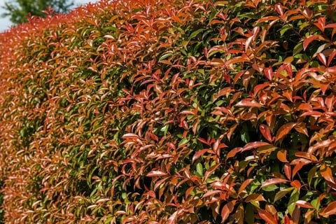 Seto formado con photinia Vulcano en Majadahonda