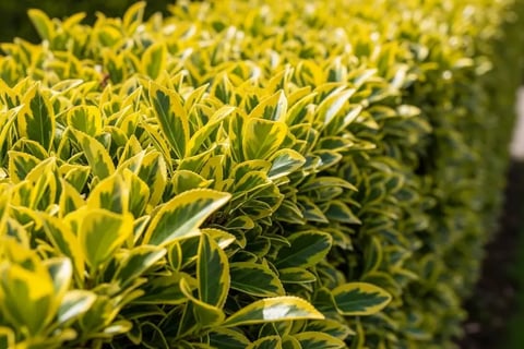 Seto de Evonymus aurea al sol en Boadilla