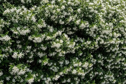 Seto de Jazmín estrellado en plena floración. Aroma del verano