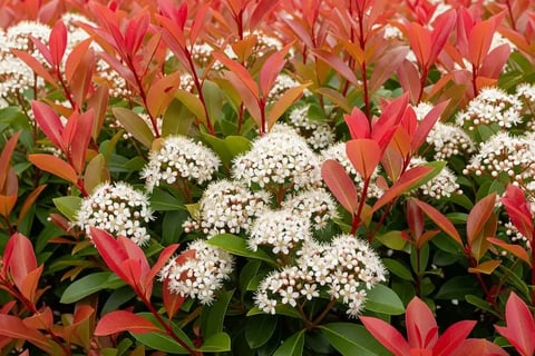 Photinia en seto de Boadilla