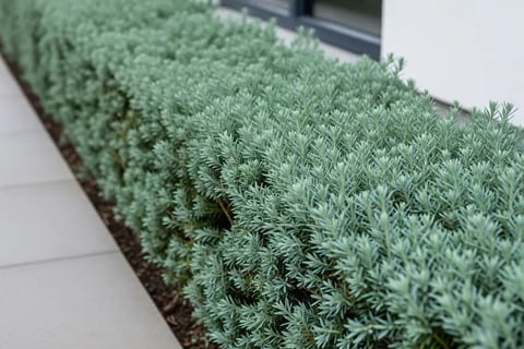 Teucrium recortado en forma de cubo resalta plateado