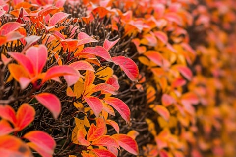 Labores de otoño en el jardín