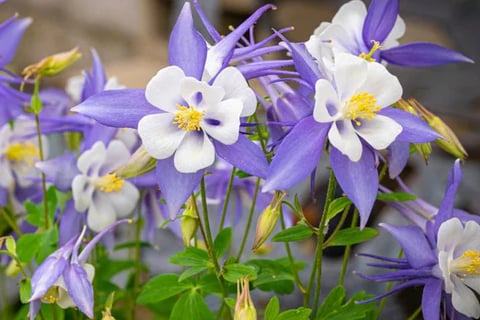 Multiple Columbine Flowers