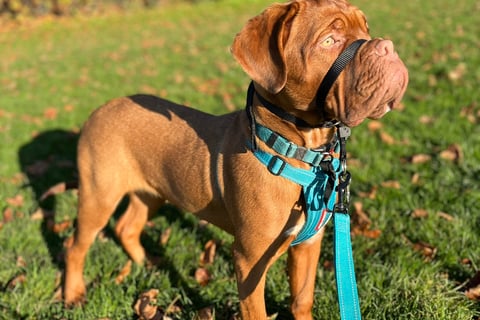 Close-up of a Dogue de Bordeaux dog with a shiny, smooth coat, looking healthy and well-groomed