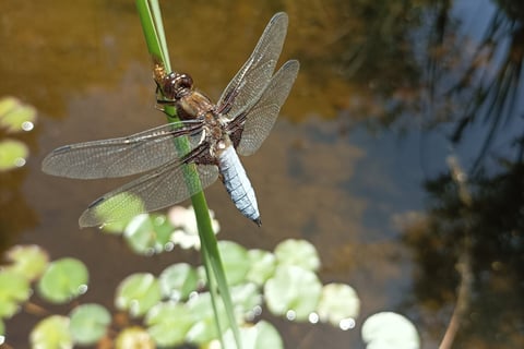 One type of dragonfly