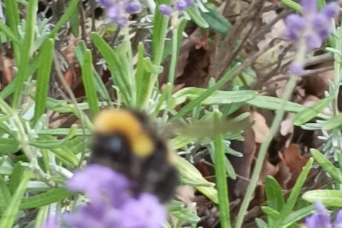 Bees on our lavender