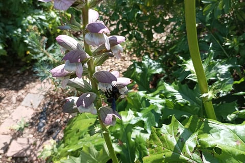 Can you see the carpenter bee as it disappears inside an acanthus flower?