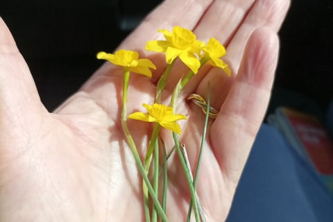 Miniature daffodils