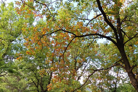 Autumnal colours amongst the oaks