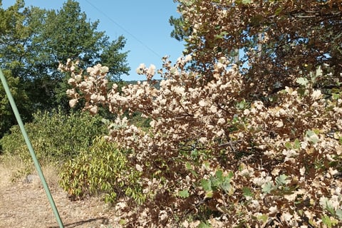 Leaves are fading far too early.