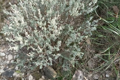 Wild thyme