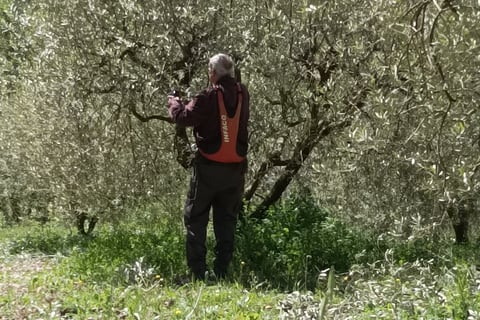 Roland trimming off blighted growth.