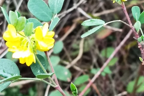 Tiny flowers of the genista hispanica