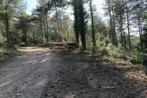 The road into the forest