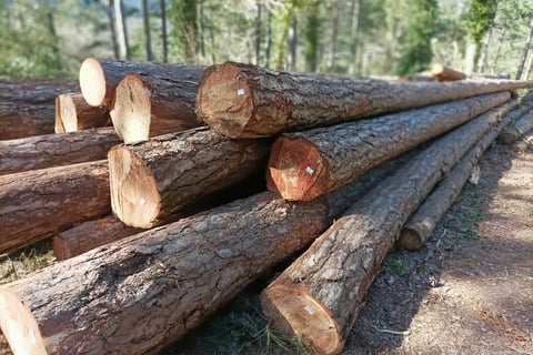 Stacked up tree runks wait for collection