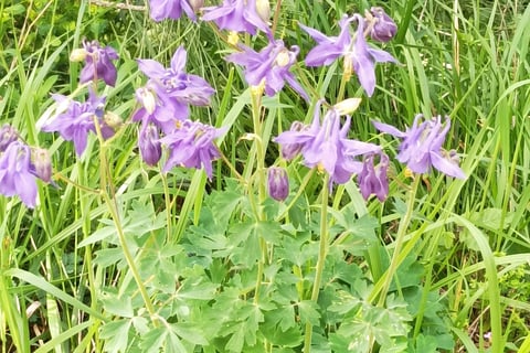 Aquilegia