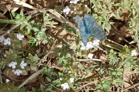 A common blue butterfly on the wild thyme flowers.