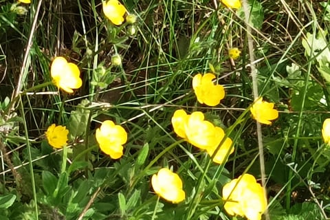 Golden Buttercups