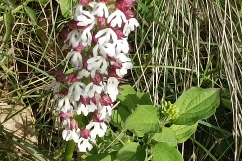 A Wild orchid